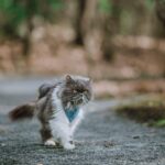 **Ubezpieczenie psa rasy brachycefalicznej: Porównanie ofert i wyłączeń dla buldogów francuskich, mopsów i bokserów** - 11 2025
