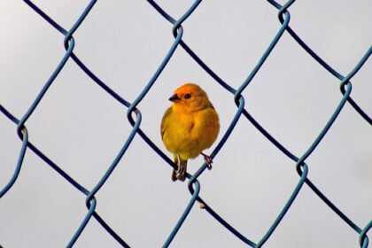 Brak linku do podsumowania artykułu? Sprawdź, jak to zrobić - 25 2025