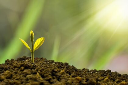 Zero waste w kuchni: Oszczędzanie pieniędzy i planety – praktyczny przewodnik - 15 2025
