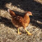 **Dofinansowanie na zieloną transformację dla gospodarstw agroturystycznych: Jak połączyć ekologię z rentownością?** - 5 2025