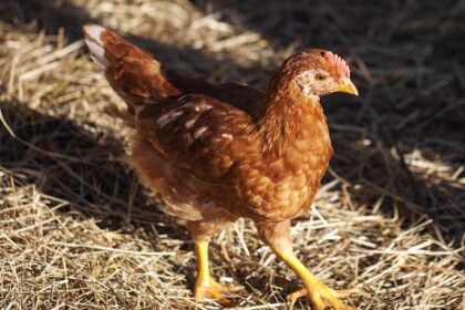 **Dofinansowanie na zieloną transformację dla gospodarstw agroturystycznych: Jak połączyć ekologię z rentownością?** - 13 2025